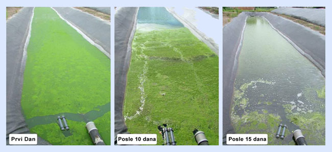 područja primene ultrazvuka za kontrolu algi i biofilma